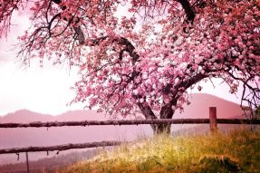 Фреска цветущая сакура